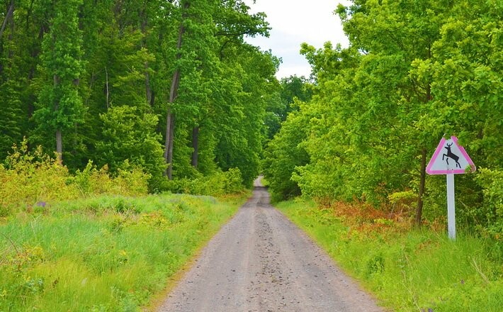 У державну власність повернуть понад гектар лісогосподарських земель Черкащини