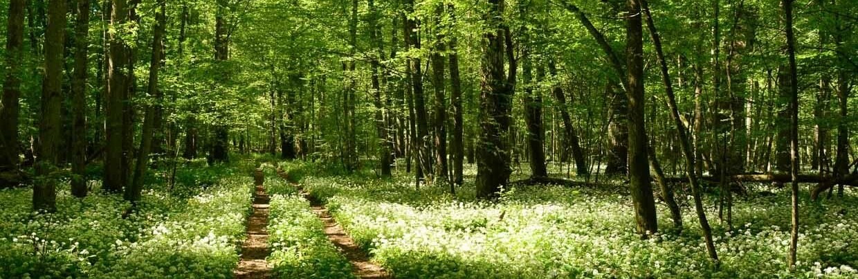 Золотоніські лісівники та рятувальники спільно працюють в напрямку недопущення лісових пожеж