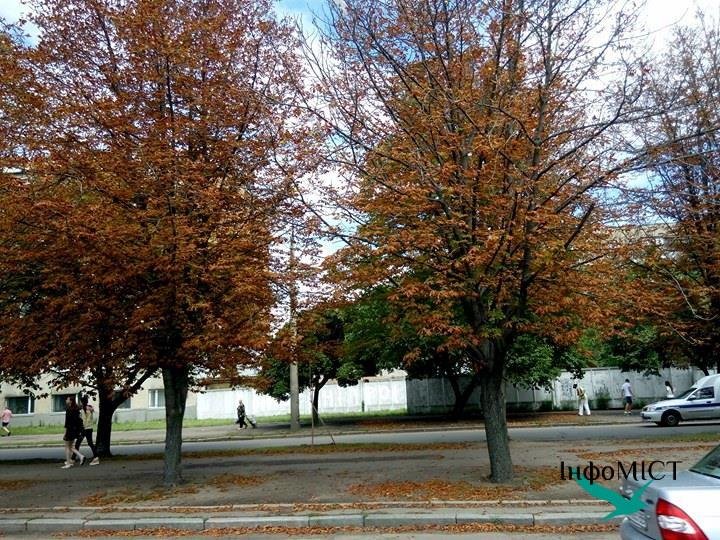 У Черкасах серед літа пожовтіли каштани (ФОТО), фото-1 У Черкасах серед літа пожовтіли каштани (ФОТО), фото-1