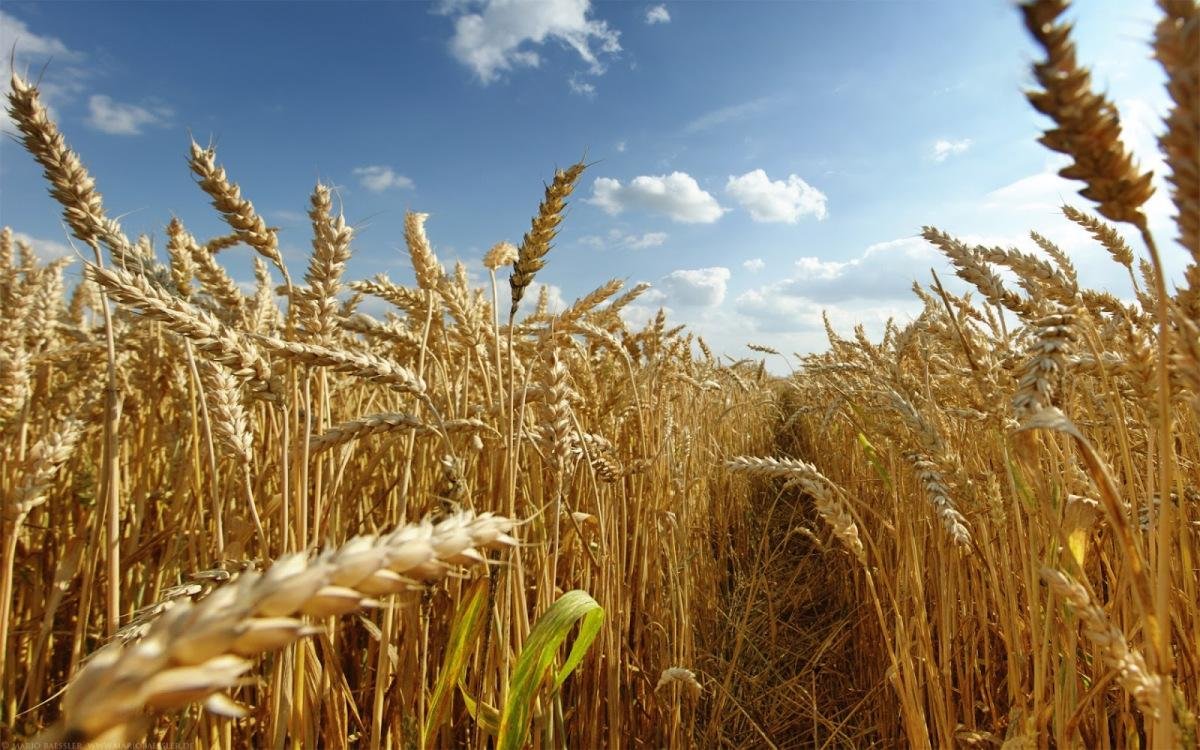 Зросла середня врожайність зернових культур на Черкащині