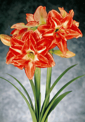 amaryllis1